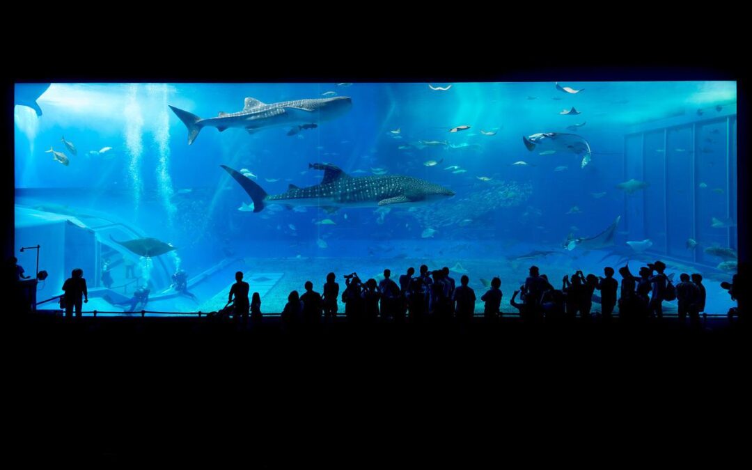 Clausurado tras fiesta en sus instalaciones, Acuario de Veracruz.