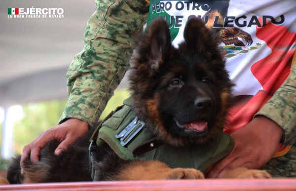 México recibe al nuevo cachorro rescatista tras muerte de Proteo en Turquía.